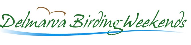 Birding in Ocean City Maryland