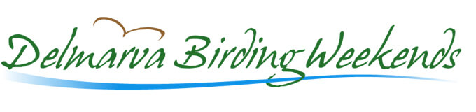 Birding in Ocean City Maryland
